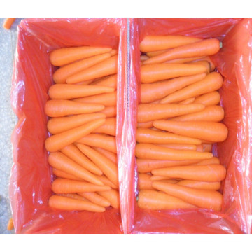 Zanahoria orgánica fresca en venta de China